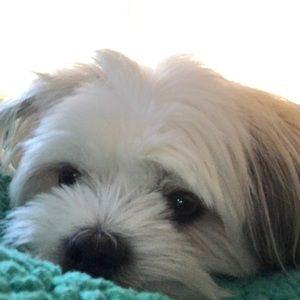 Meet your Posher, Isabel